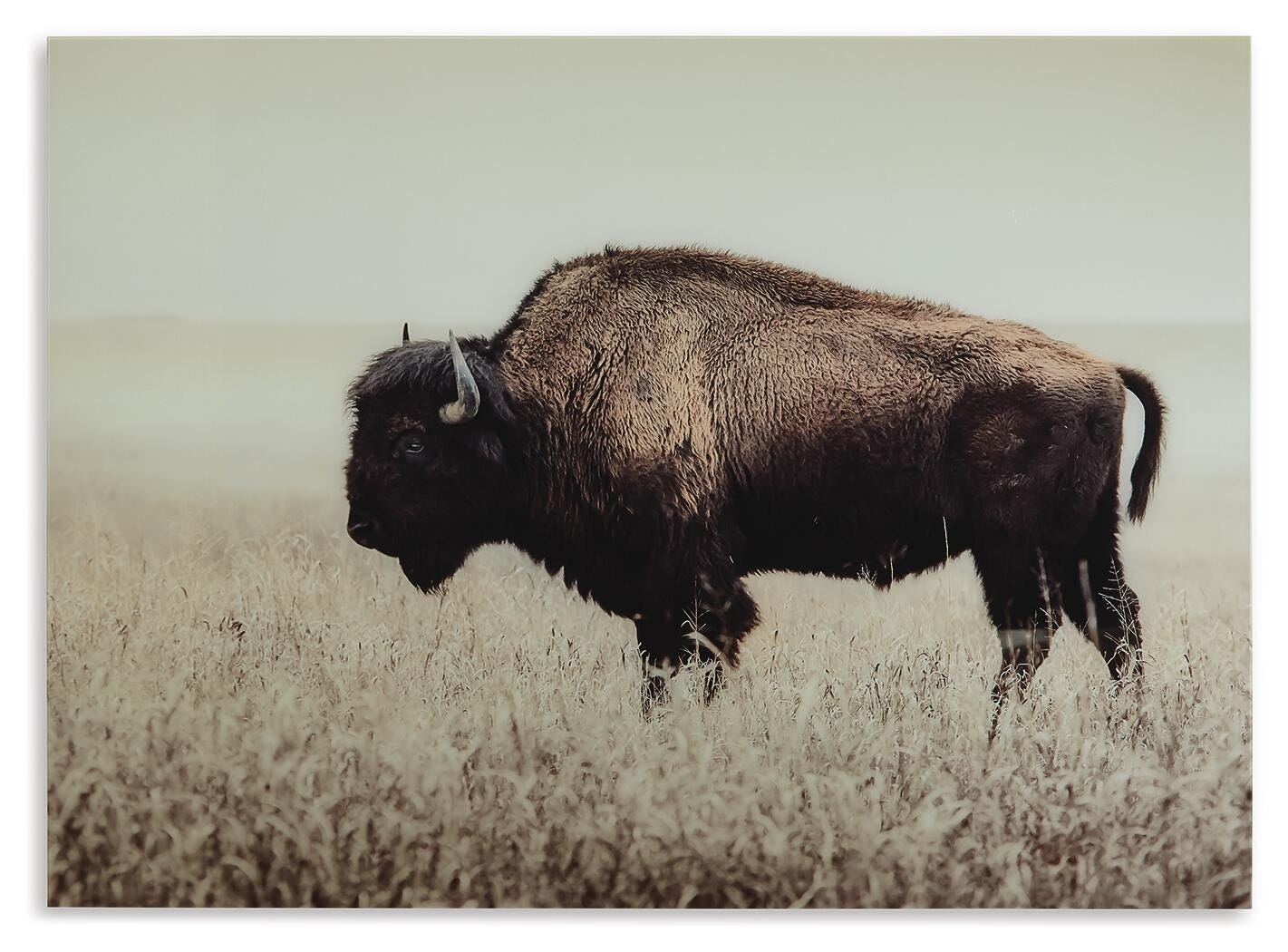 Brutus Wall Art - Sepia