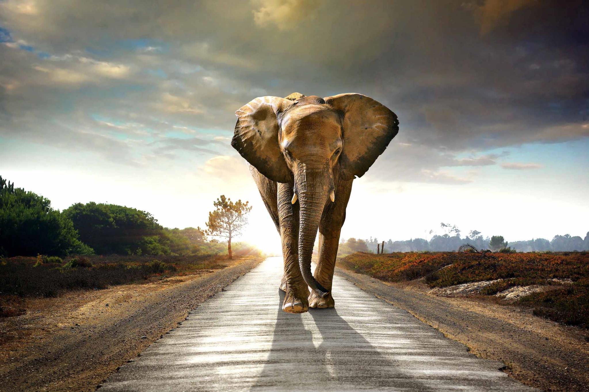 IKASA Art Decor |Elephant Floating Tempered Glass with Foil