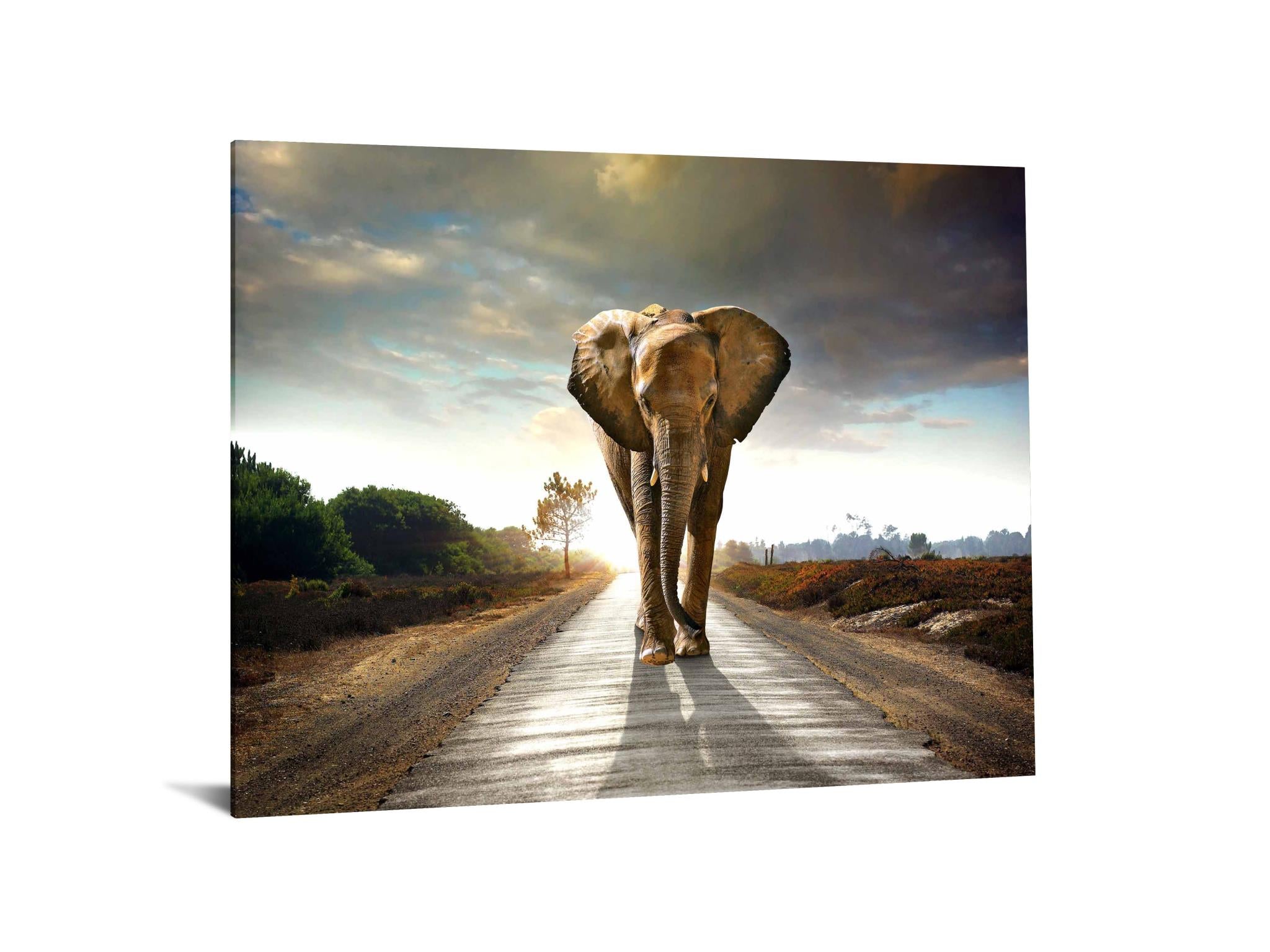 IKASA Art Decor |Elephant Floating Tempered Glass with Foil